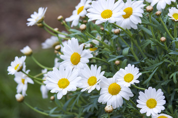 daisies in the nature