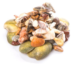 A group of seashells over white background