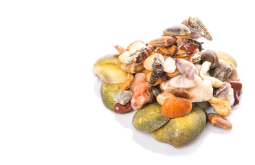 A group of seashells over white background
