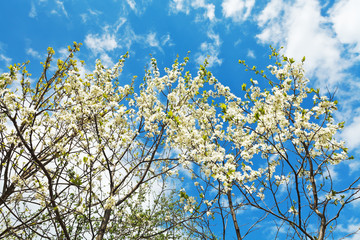 white blossoming cherry trees on blue sky