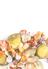 A group of seashells over white background