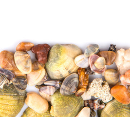 A group of seashells over white background