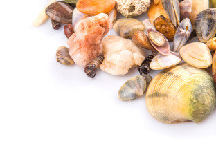 A group of seashells over white background