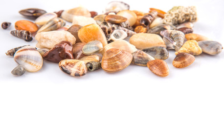 A group of seashells over white background