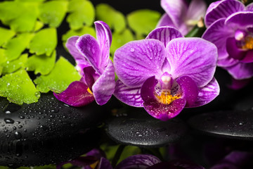 Fototapeta premium Spa still life of violet orchid (phalaenopsis), green branch of