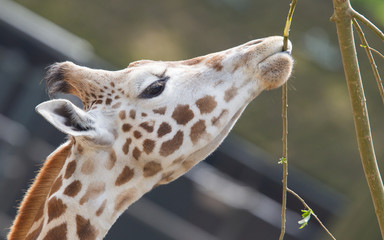 Giraffe eating