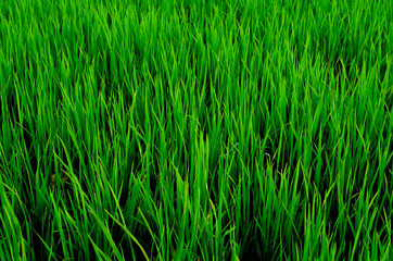 Fototapeta na wymiar Rice Paddy Fields