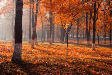 paysage d& 39 automne ensoleillé