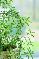 rosemary in bloom