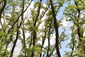 White Acacia trees in blossom in spring