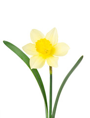 Beautiful daffodil in transparent vase isolated on white backgro