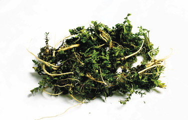 신선한 비타민 채소