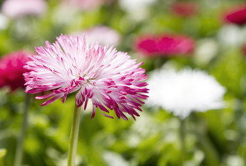 Close up image of Bellis perennis - Daisy