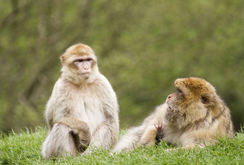Two Barbary macaques on grassy bank