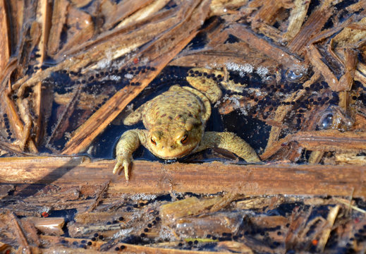 Frosch