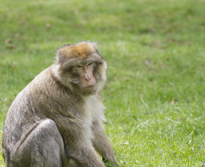 Barbary Macaque on grass