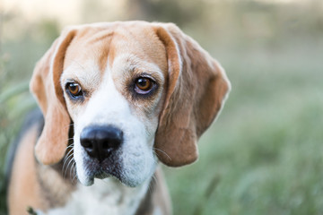 Beagle