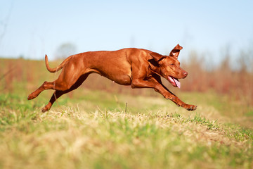 Hungarian Vizsla