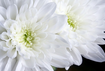 Close up white chrysanthemum flowers on black - obrazy, fototapety, plakaty
