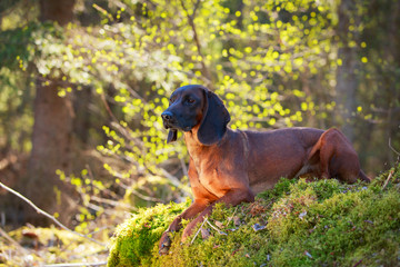 Bavarian Mountain Hound