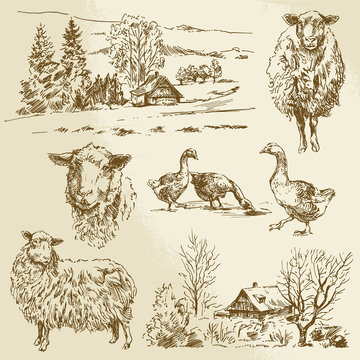 rural landscape, farm animal - hand drawn illustration