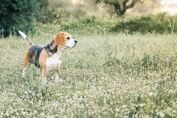 Female beagle