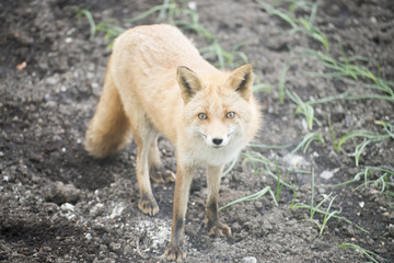 野生のキタキツネ