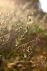 Beautiful plants at sunrise © bemaxi