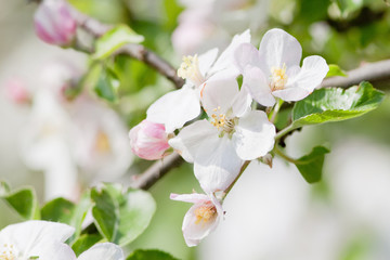 Obraz premium apple tree in blossom