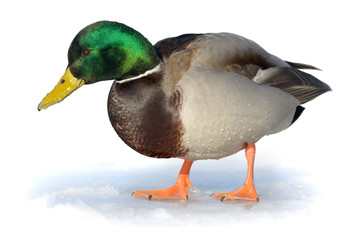 Mallard duck walking on ice. Isolated on white.