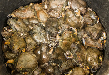 Bullfrog for sale