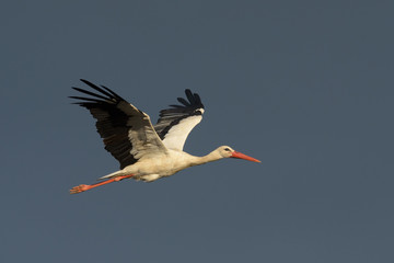 White stork in flight isolated on dark sky.