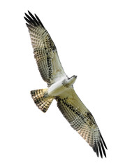 Bird of prey in flight (Osprey) isolated on white.