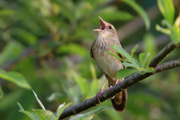Fototapeta premium Songbird (River Warbler) singing in its natural behavior.