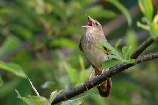 Songbird (River Warbler) singing in its natural behavior.