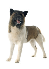 american akita