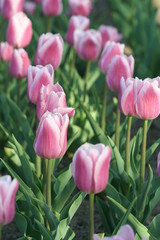 Pink Tulip Meadow