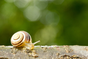 Snail