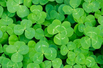 Carpet of green three-leaf clover cover a meadow