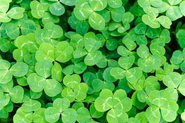 Carpet of green three-leaf clover cover a meadow