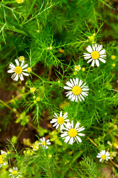 image of beautiful plants wildflower daisy