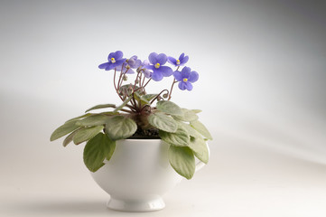 Purple violet flowers in a pot