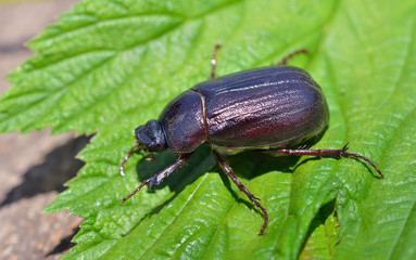 Fototapeta premium Beetle chafer 6