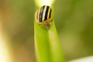 Snail