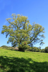 Fototapeta na wymiar trees in summer
