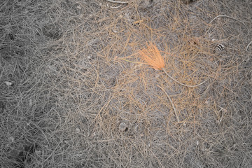 Pine Needles on Volcanic Ground Fading to Gray