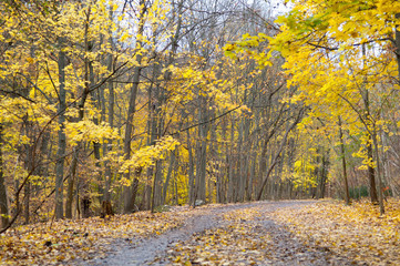 Autumn hiking trail