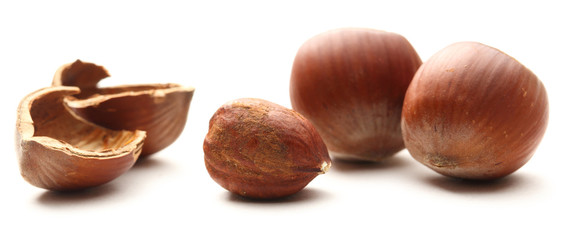 Fresh brown hazelnut