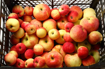 Red apples
