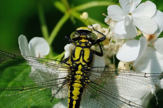 Magnotte Insetto Insetto Bilder – Durchsuchen 23,483 Archivfotos, Vektorgrafiken und ...